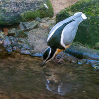 Egyptian plover