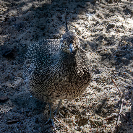 Elegant crested tinamou