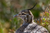 Elegant crested tinamou