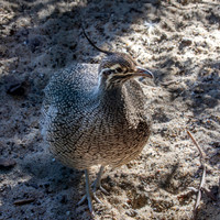 Elegant crested tinamou