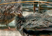 Elegant crested tinamou