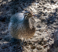 Elegant crested tinamou