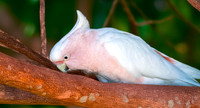 Galah / Roseate Cockatoo