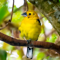 Golden grosbeak