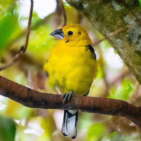 Golden grosbeak