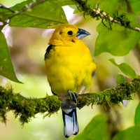 Golden grosbeak