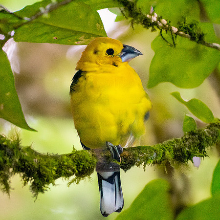 Golden grosbeak