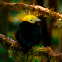 Golden headed manakin