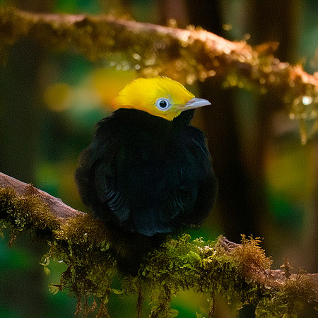 Golden headed manakin