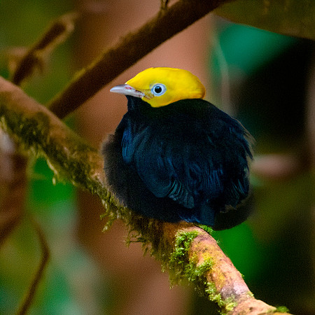 Golden headed manakin