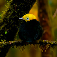 Golden headed manakin