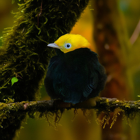 Golden headed manakin