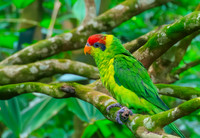 Iris Lorikeet