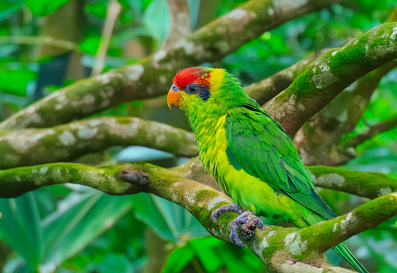 Iris Lorikeet
