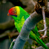 Iris Lorikeet