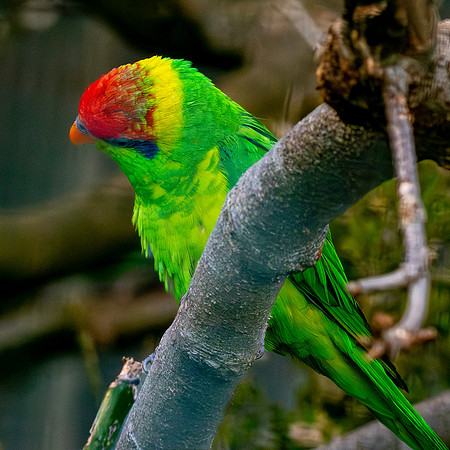 Iris Lorikeet