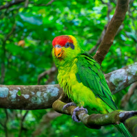 Iris Lorikeet