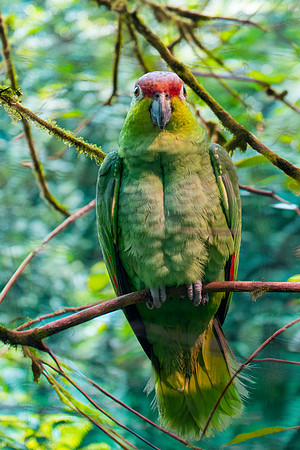 Lilacine amazon parrot