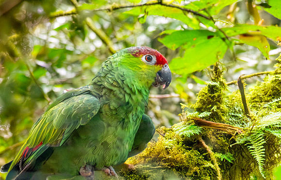 Lilacine amazon parrot