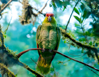 Lilacine amazon parrot