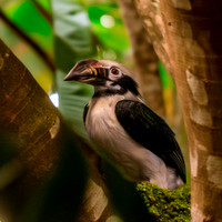 Mindanao tarictic hornbill