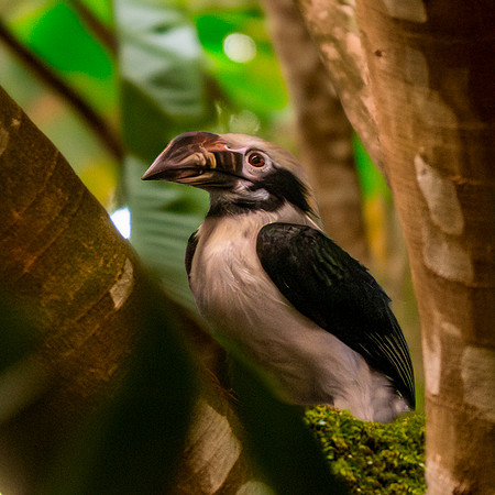 Mindanao tarictic hornbill