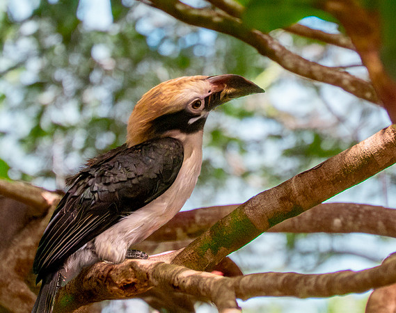 Mindanao tarictic hornbill