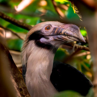 Mindanao tarictic hornbill