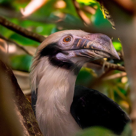 Mindanao tarictic hornbill