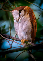 Oriental bay owl