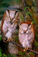 Oriental bay owl