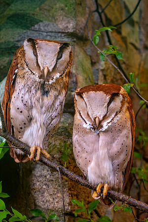 Oriental bay owl