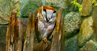 Oriental bay owl