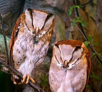 Oriental bay owl