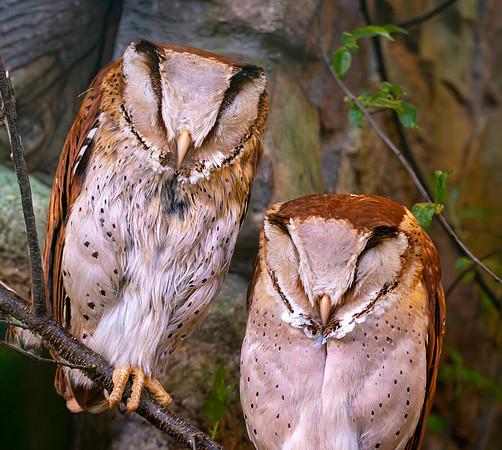 Oriental bay owl