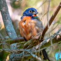 Painted bunting