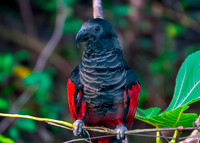 Pesquet's / vulturine parrot