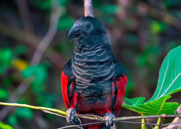 Pesquet's / vulturine parrot