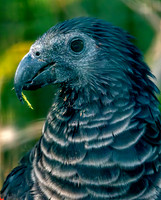 Pesquet's / vulturine parrot