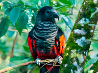 Pesquet's / vulturine parrot