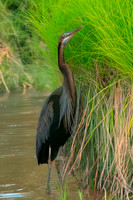 Purple heron – Eastern
