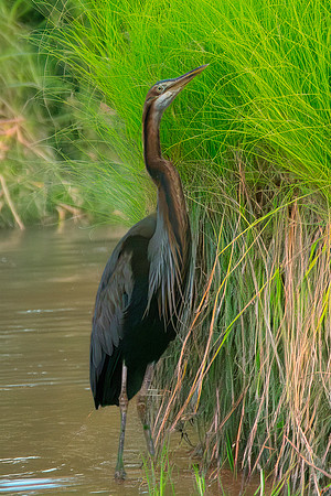 Purple heron – Eastern