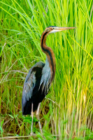 Purple heron – Eastern