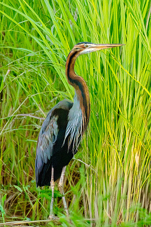 Purple heron – Eastern