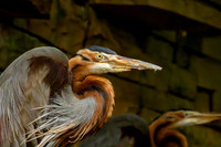 Purple heron – Eastern