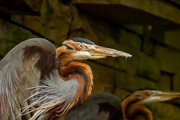 Purple heron – Eastern