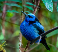 Purple honeycreeper