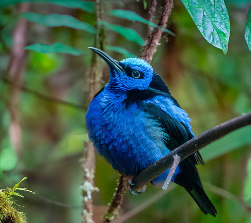 Purple honeycreeper