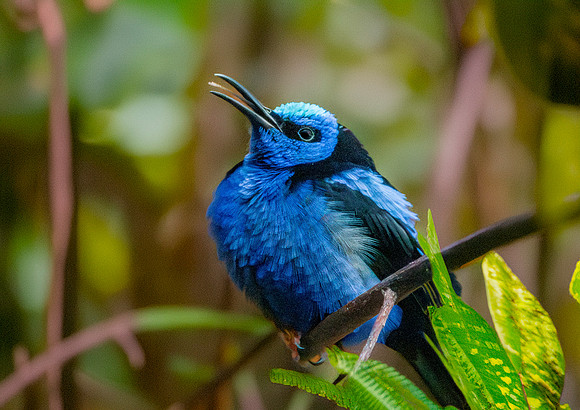 Purple honeycreeper