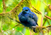 Purple honeycreeper